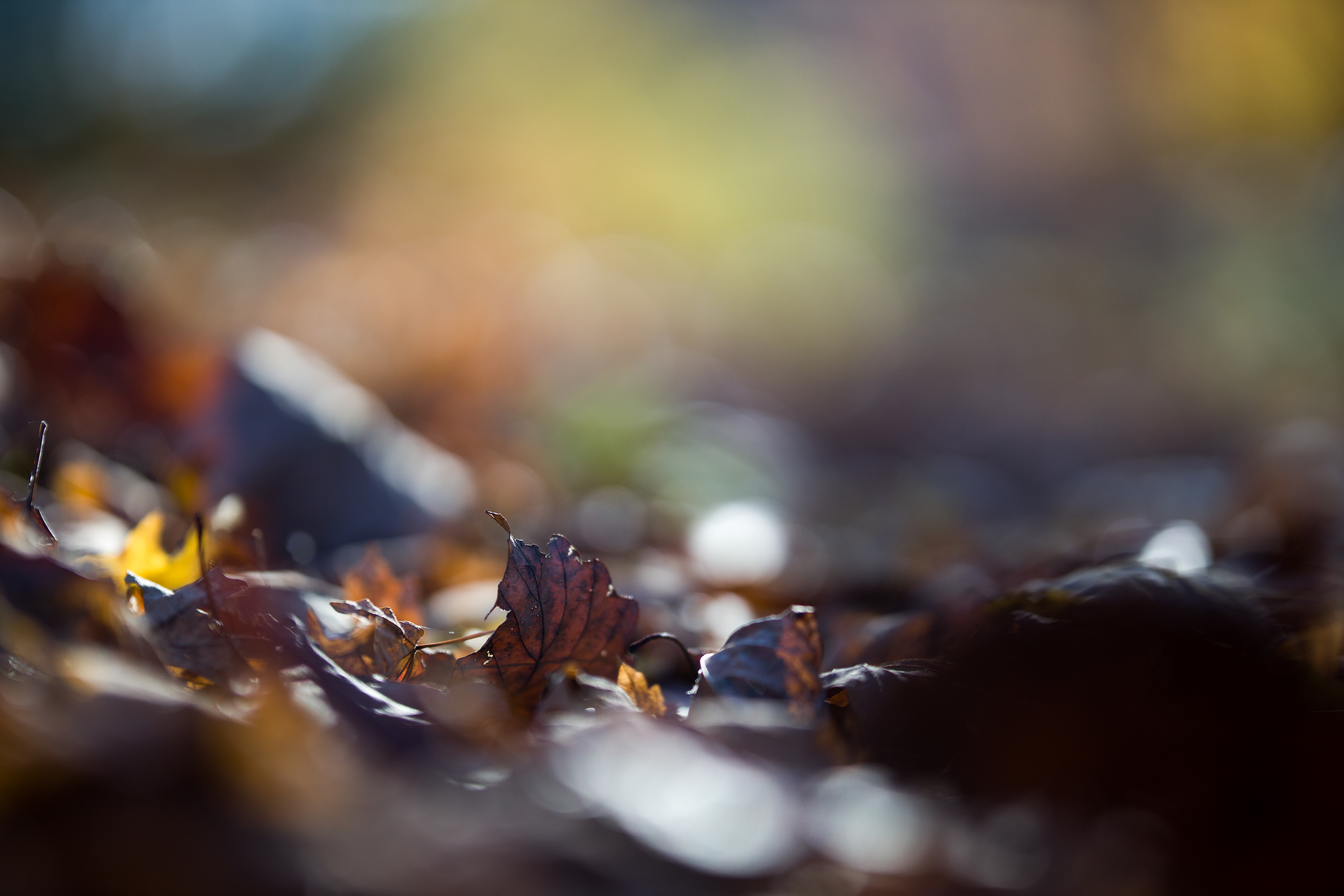 Autumn Leaves