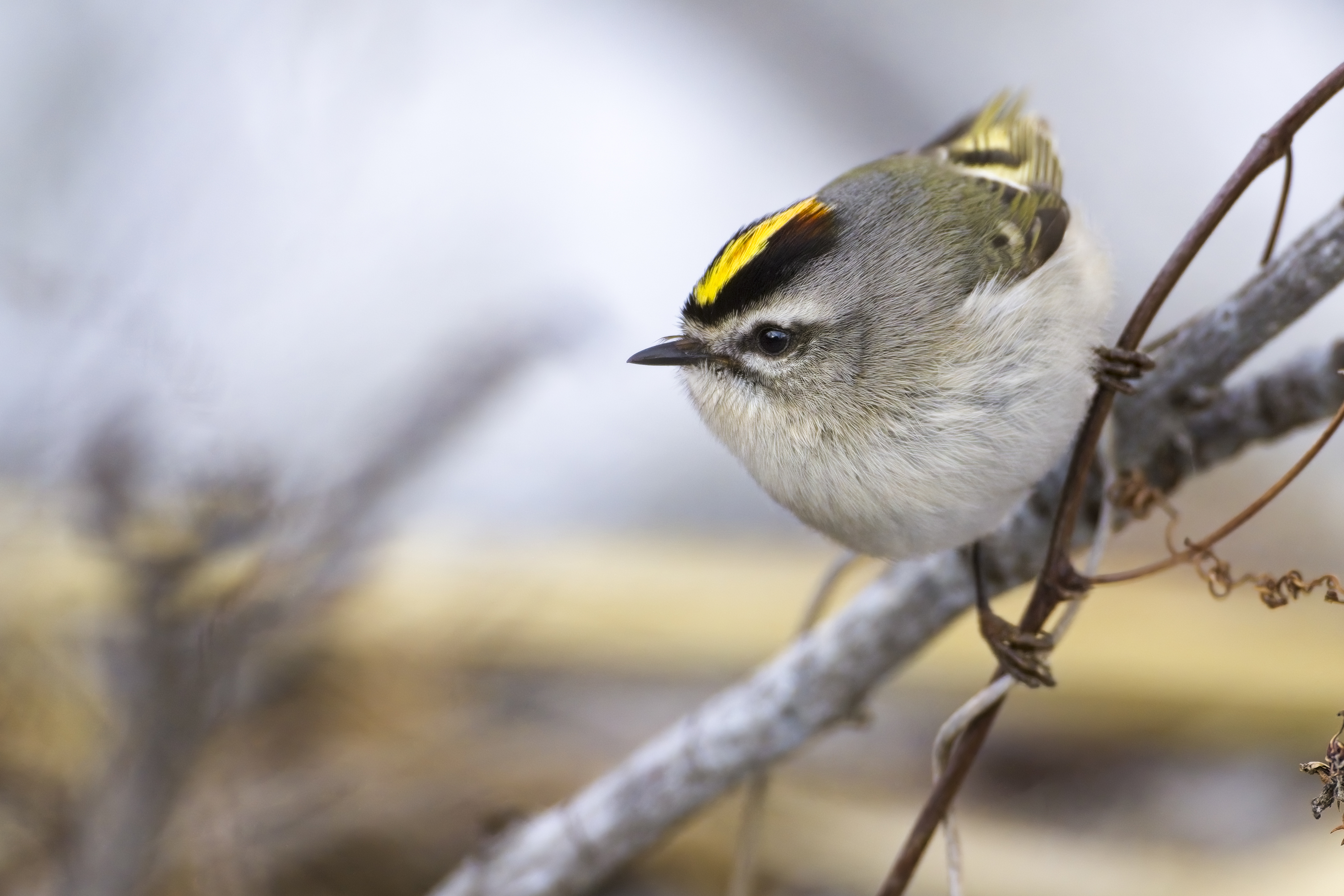 Rube-crowned Kinglet