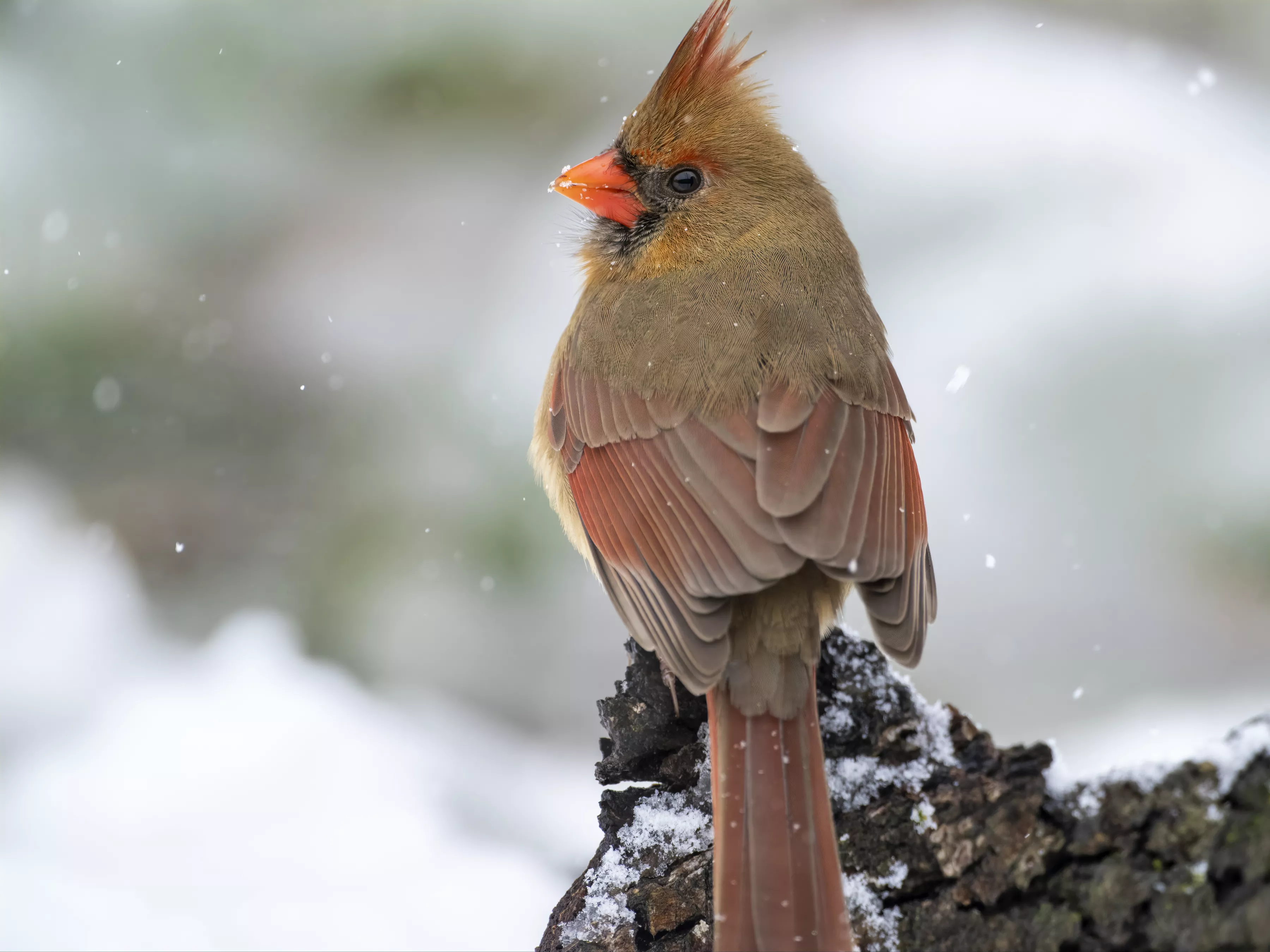 Cardinal in Snow