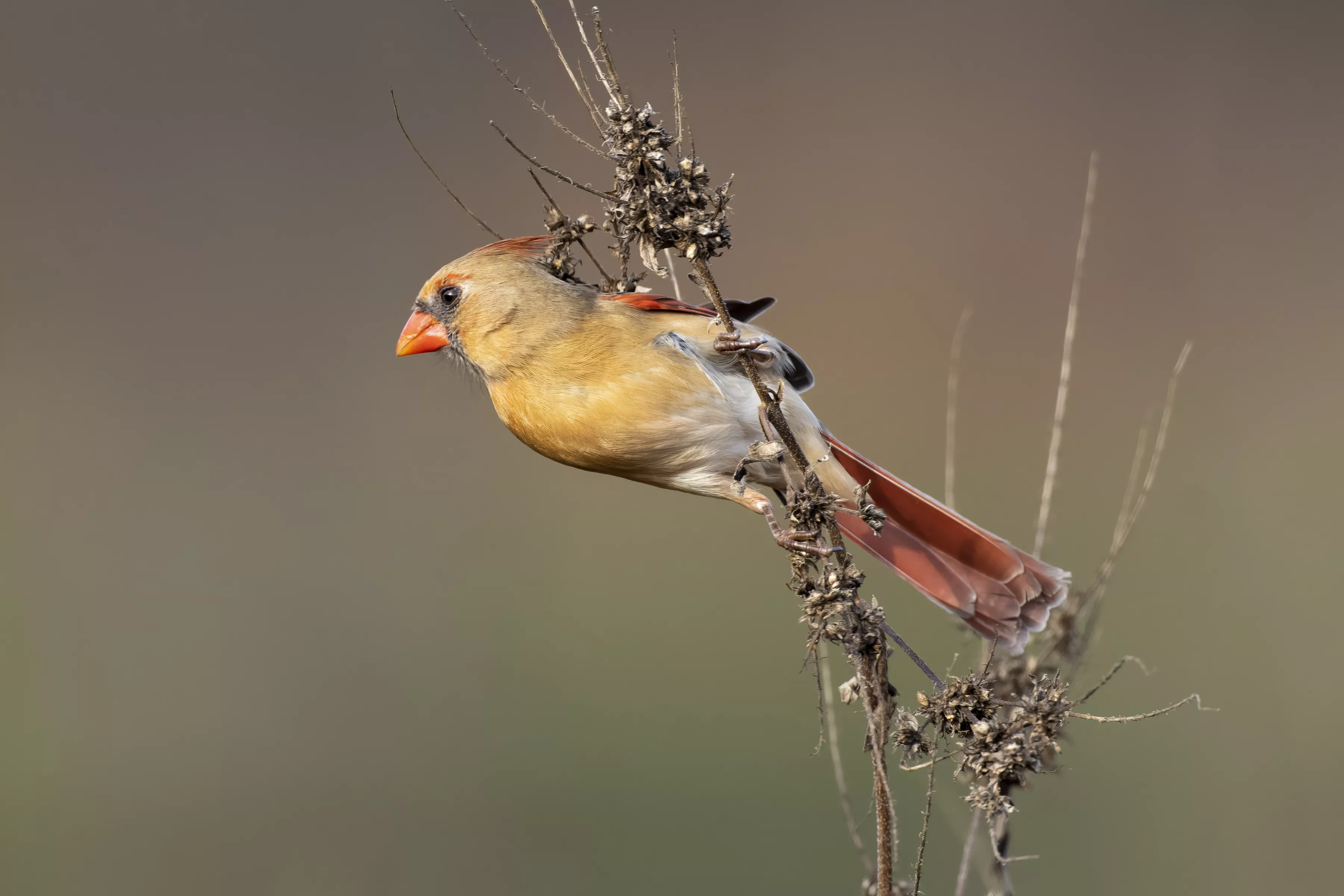 Female Cardinal