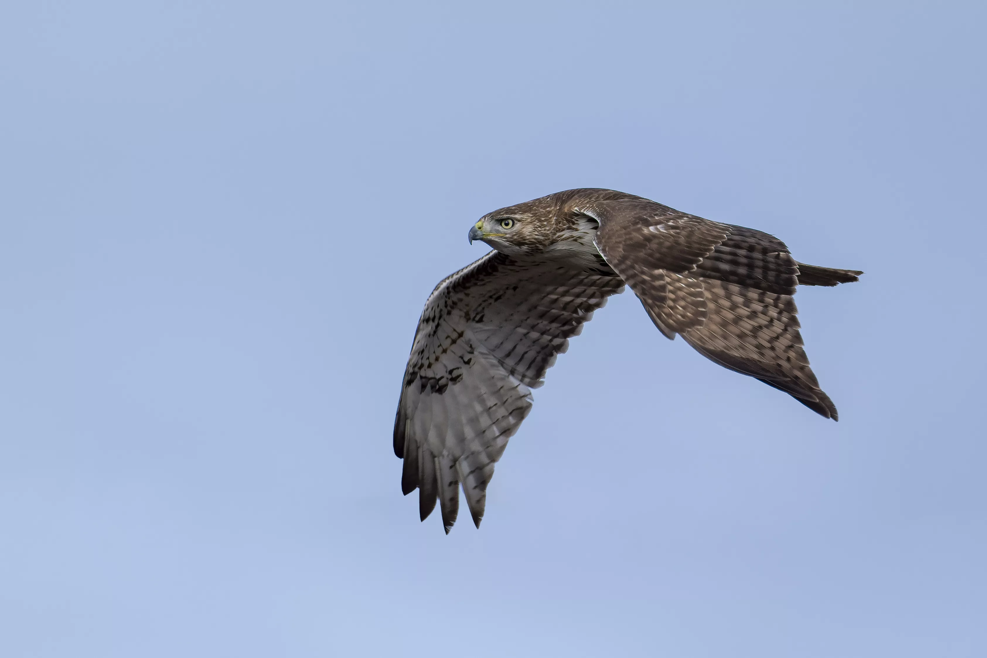 Red-tailed Hawk