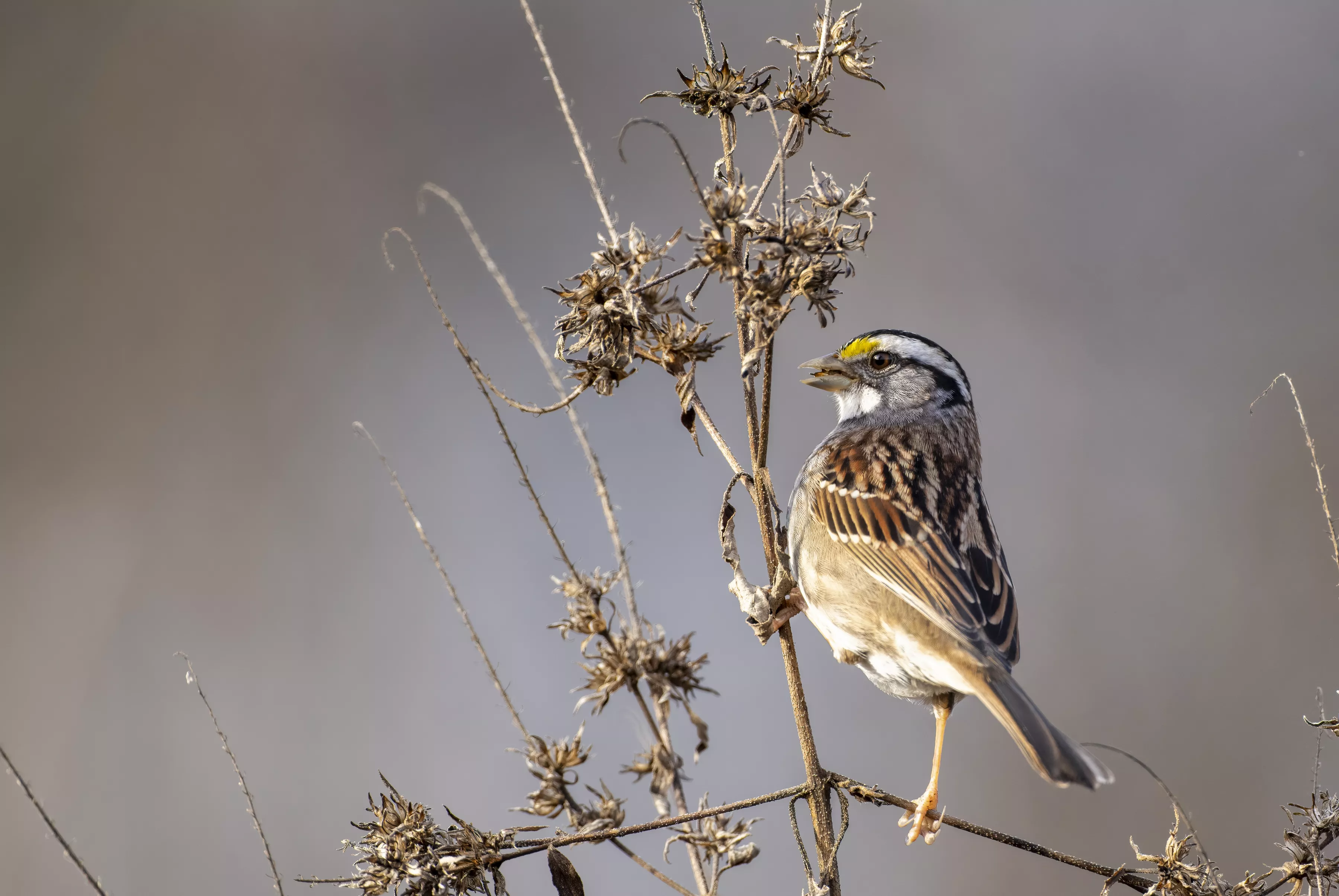 White-throated Sparrow