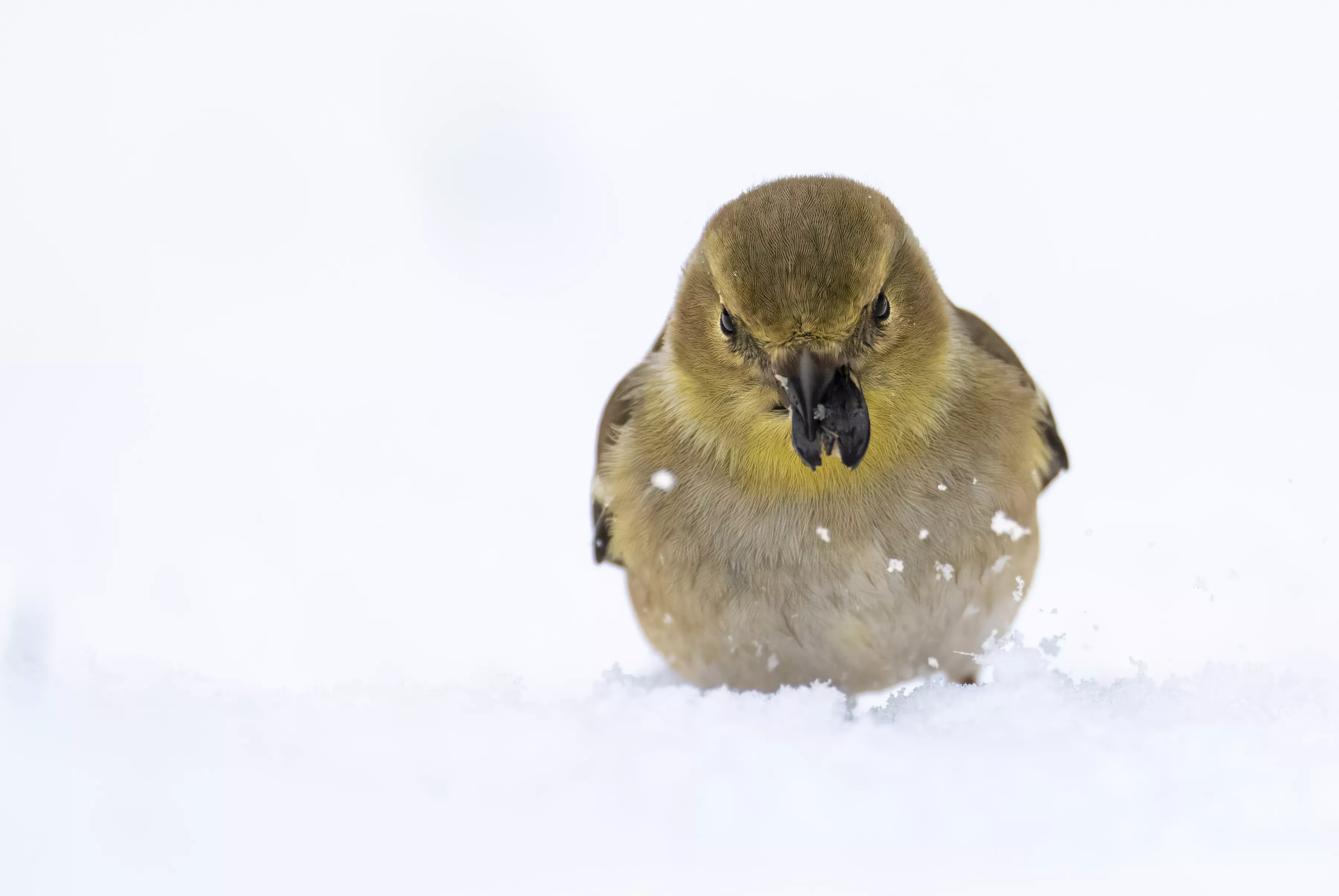 Serious Gold Finch