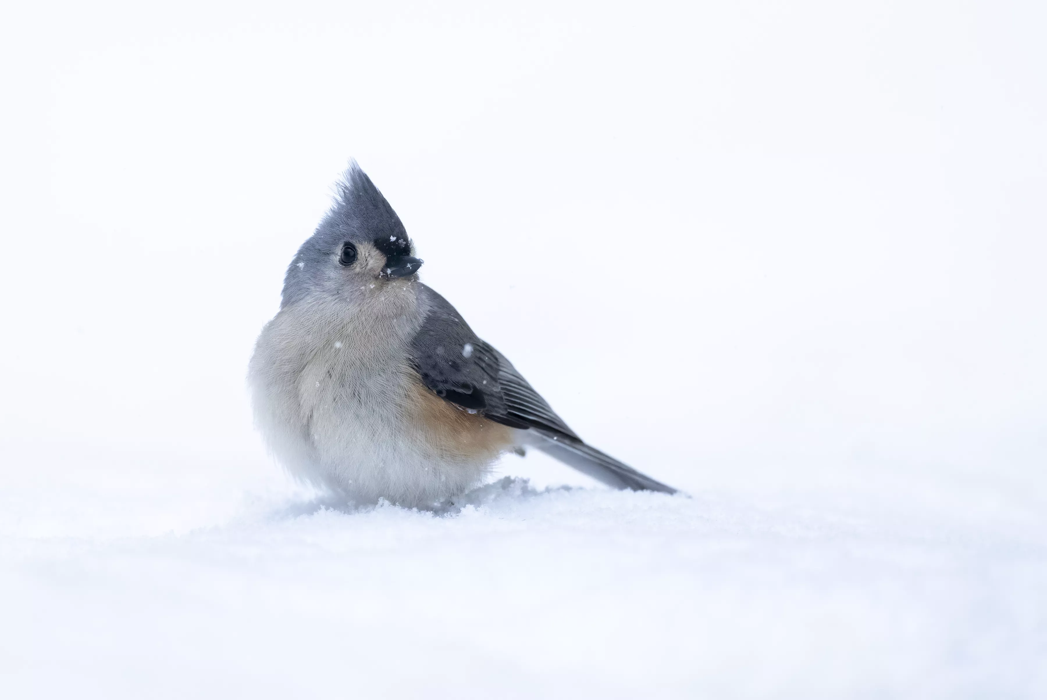 Titmouse