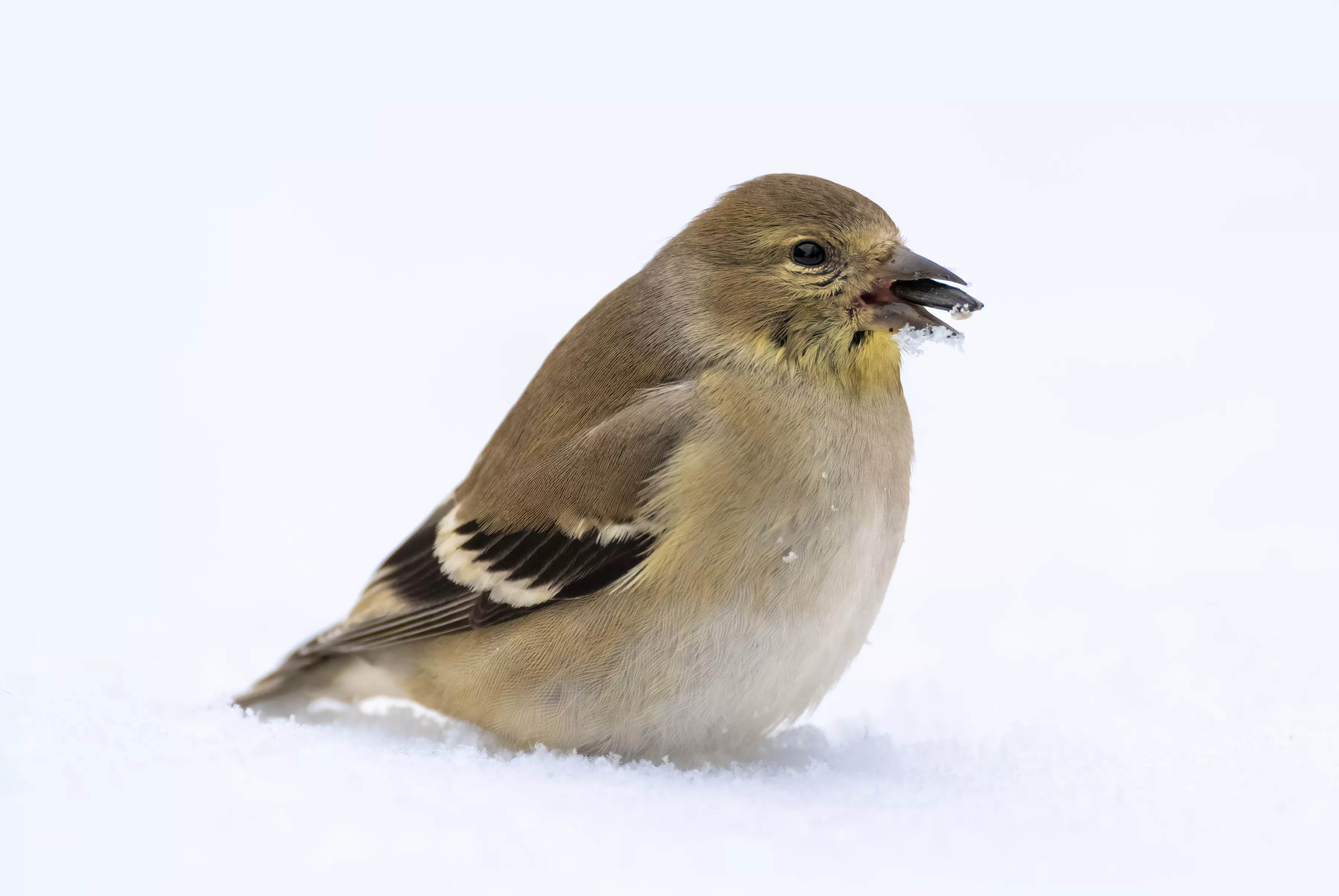 Gold Finch