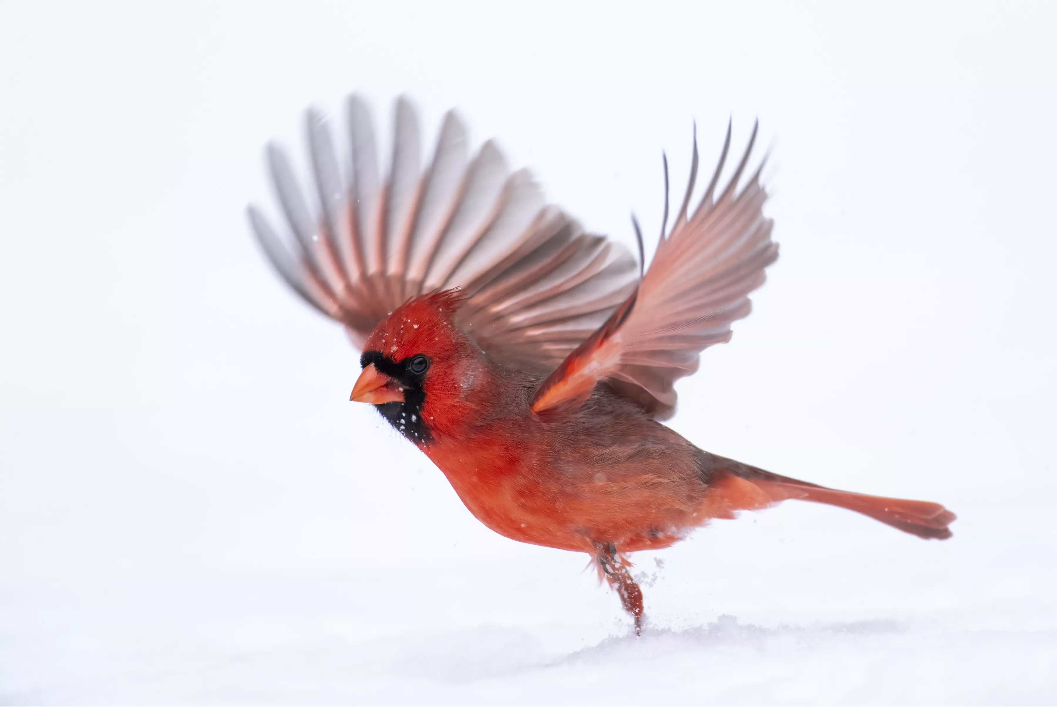 Snow Dance