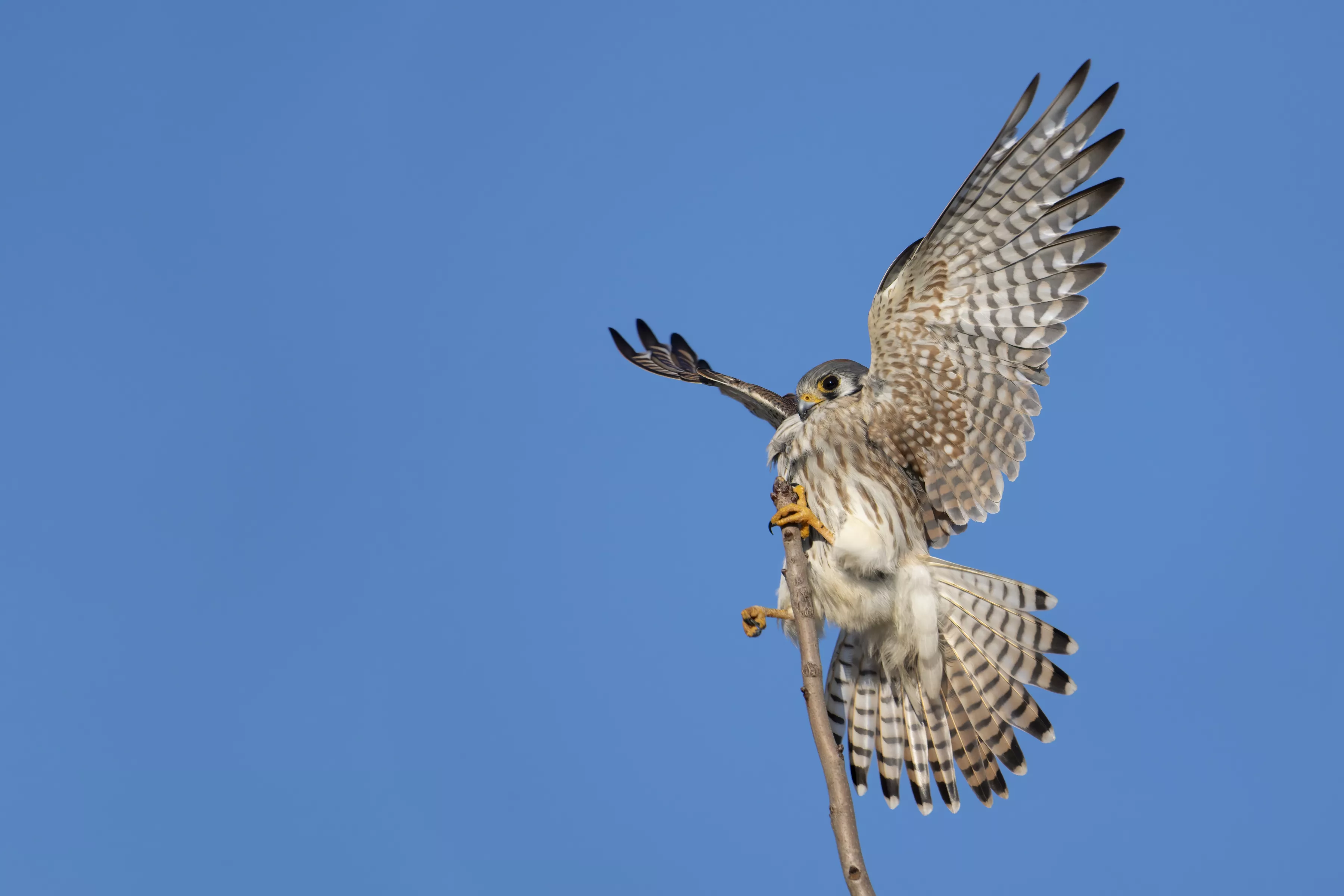 Ameican Kestrel