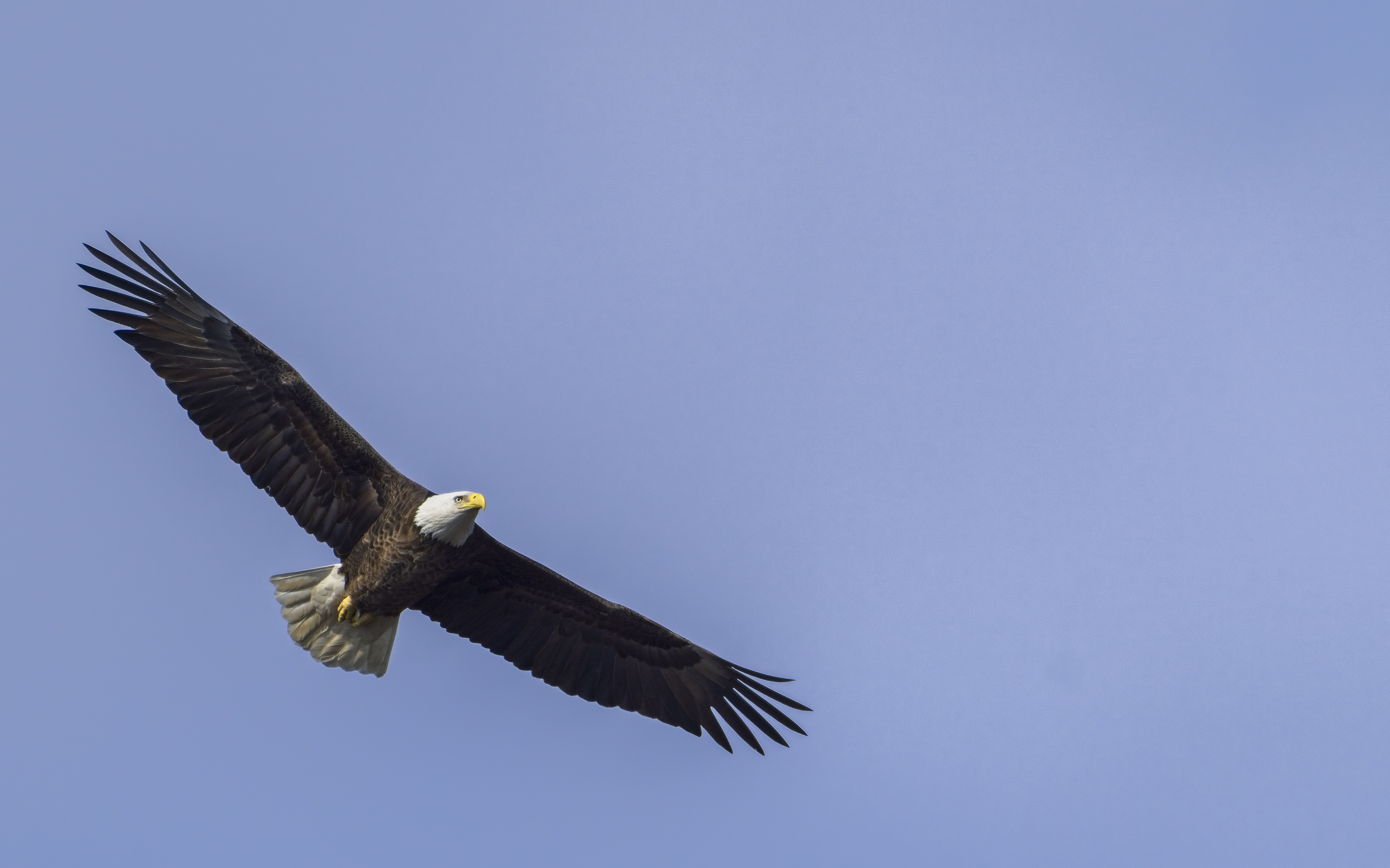 Eagle