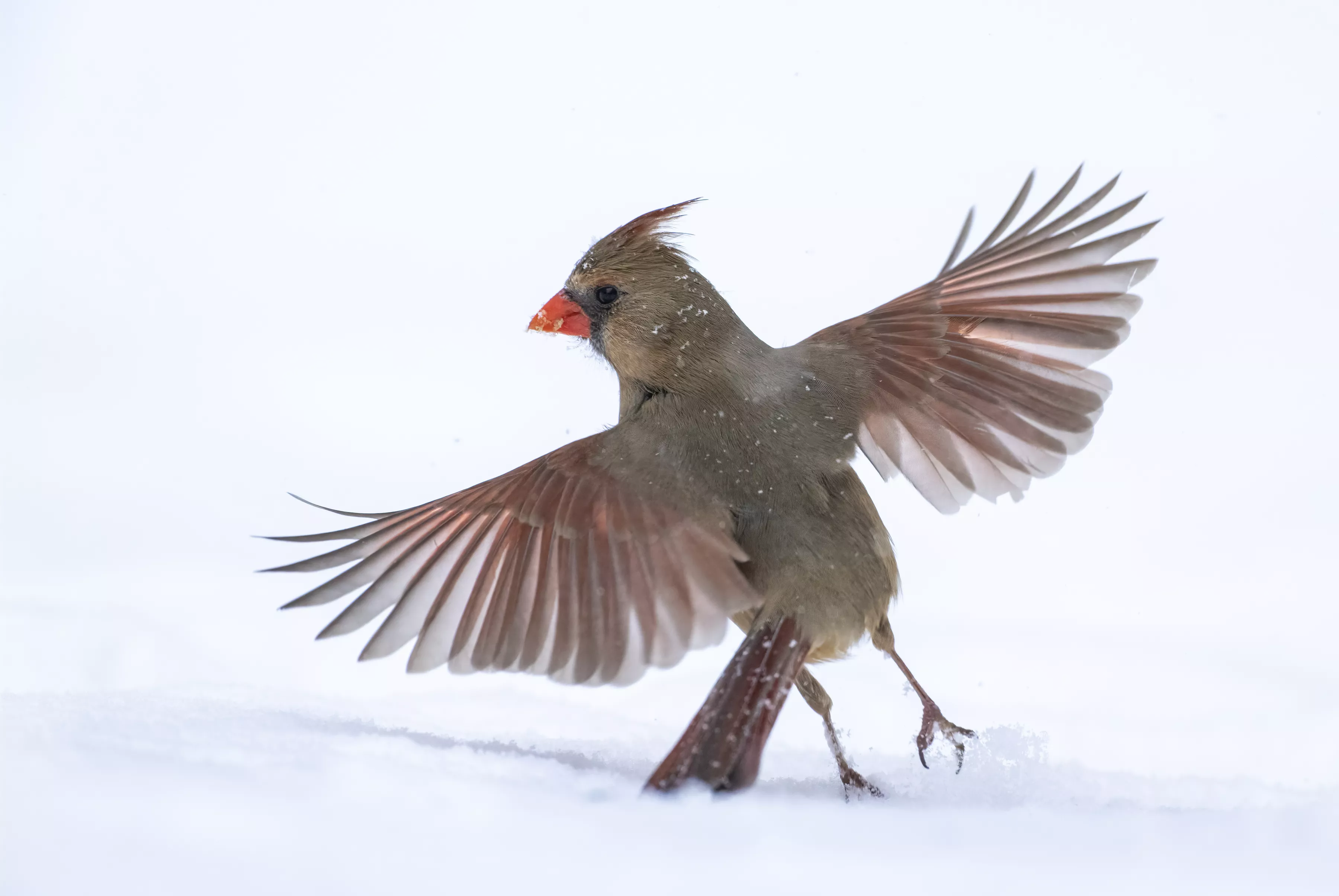 Snow Dance