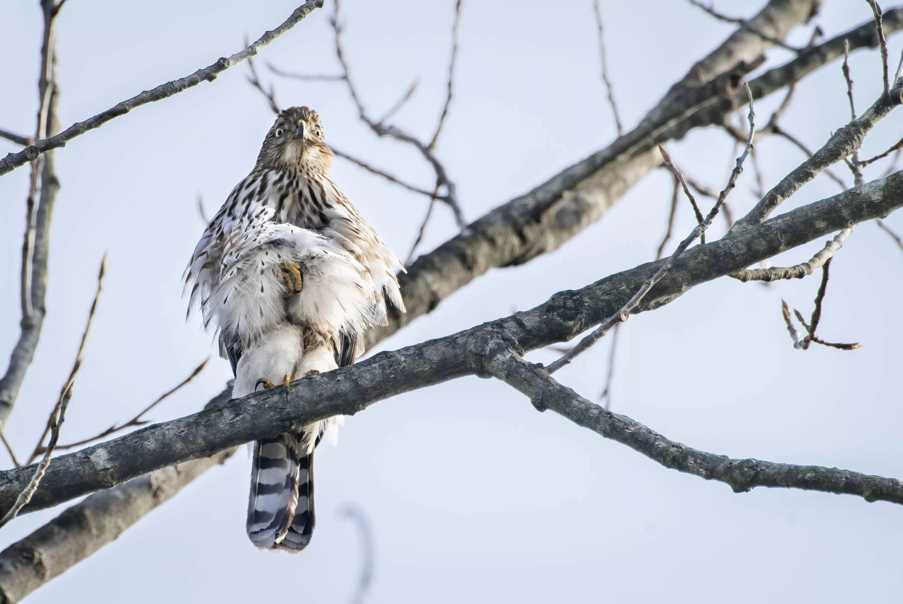 Puzzled Cooper's Hawk