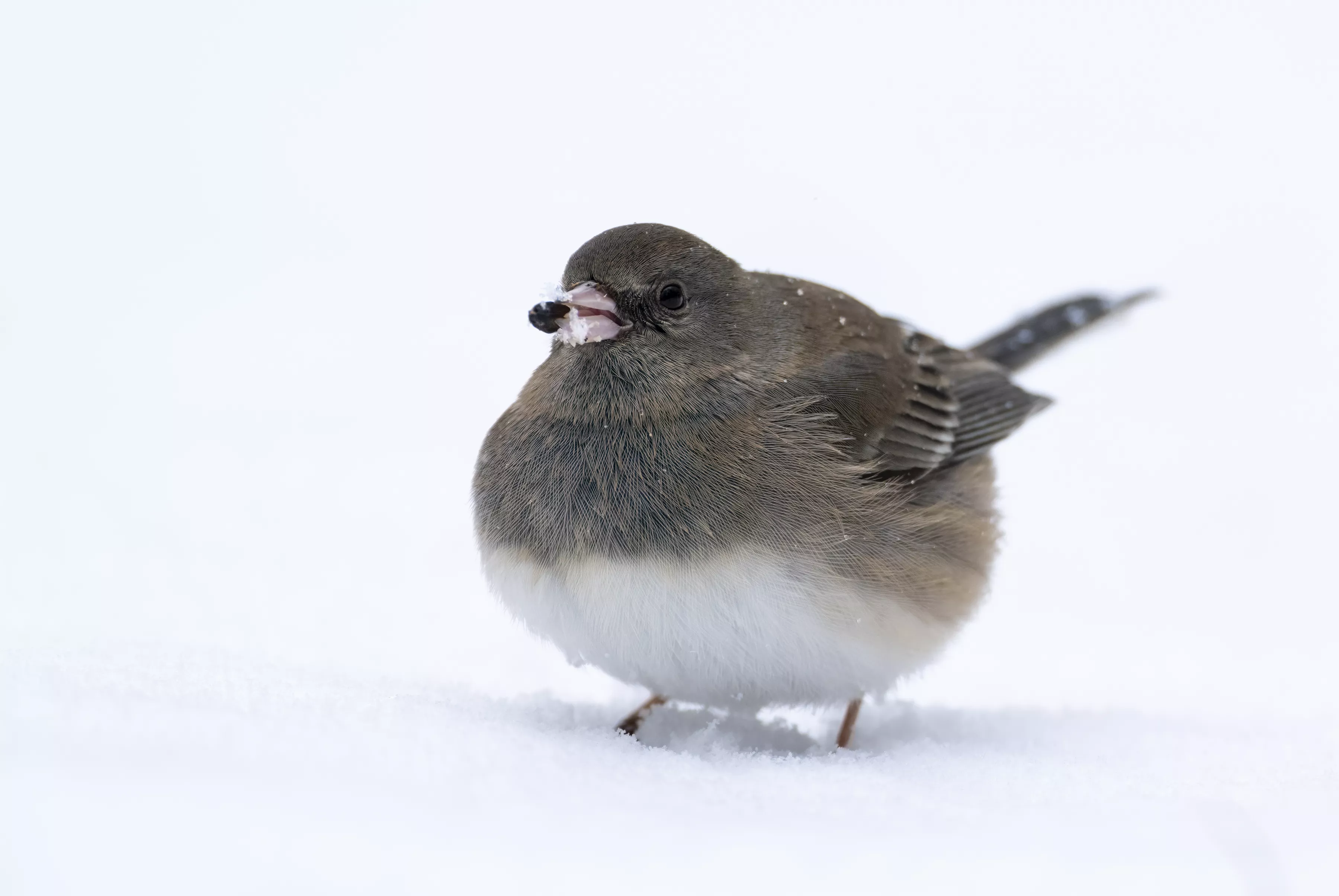 Pom-pom Bird