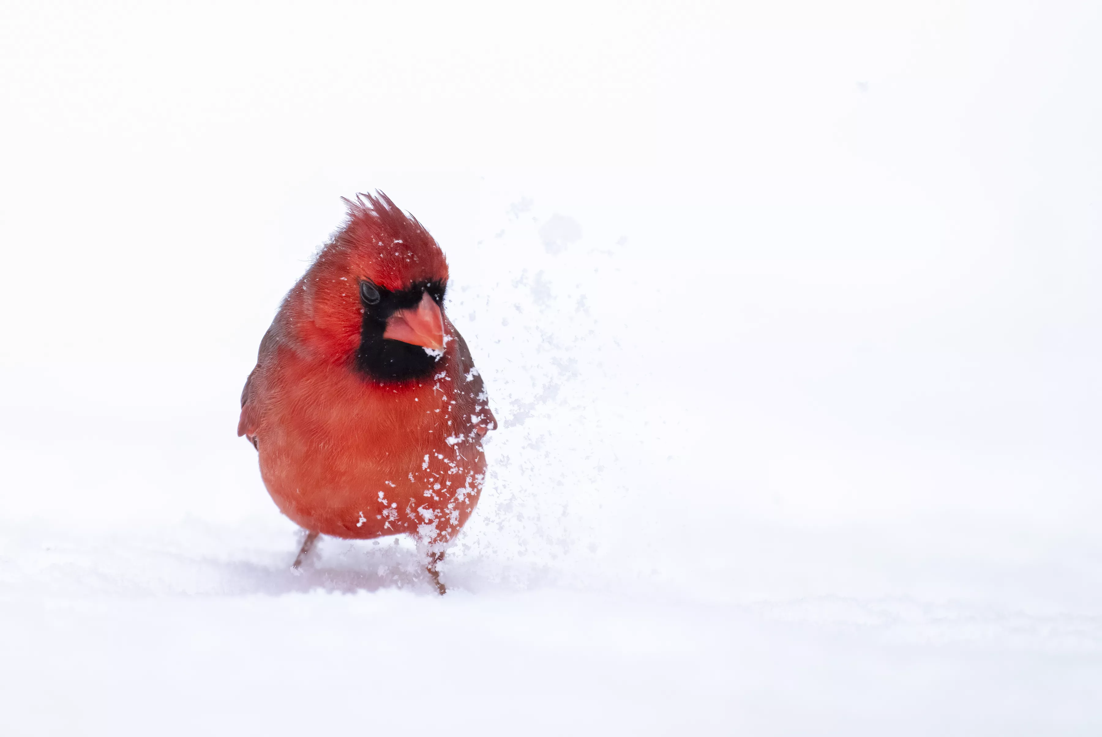 Red Digger