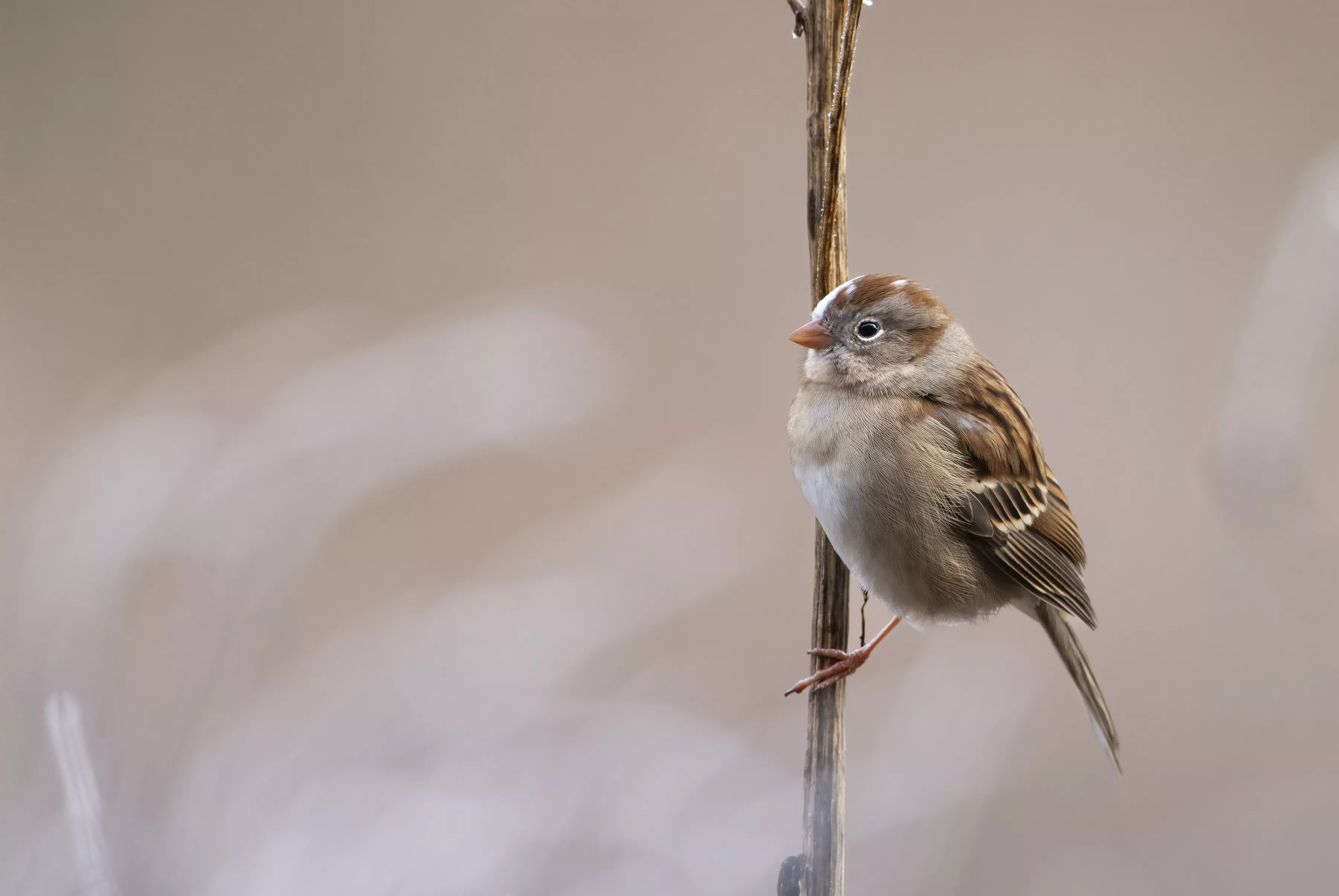 White-crowned Sparrow